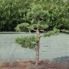 pinus sylvestris specimen